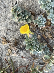 Camissoniopsis cheiranthifolia