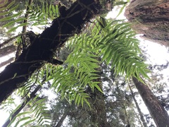 Polypodiastrum mengtzeense