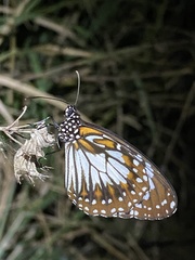 Danaus affinis