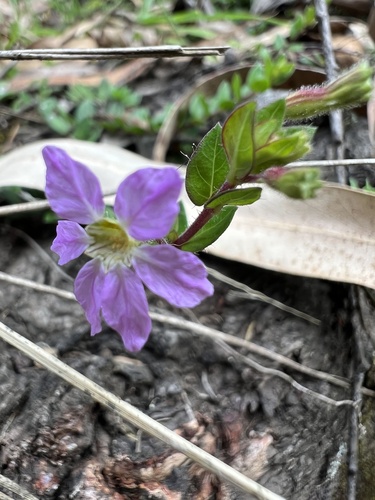 Cuphea ciliata, photograph 4