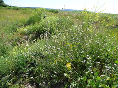 Brassicaceae