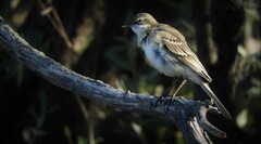 Motacilla flava iberiae