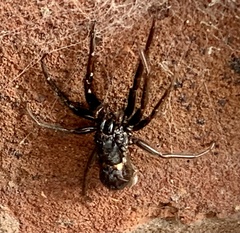 Segestria florentina