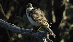 Motacilla flava iberiae