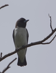 Artamus leucorynchus