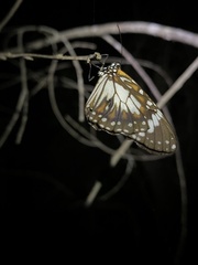 Danaus affinis