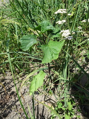 Chenopodiastrum hybridum