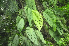 Monstera acuminata