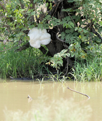 Chiromantis xerampelina