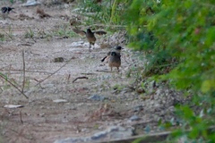 Pterorhinus perspicillatus