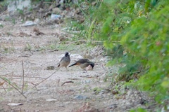 Pterorhinus perspicillatus