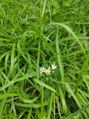Nothoscordum