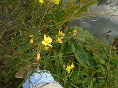 Diplotaxis tenuifolia