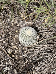 Echinocereus reichenbachii caespitosus
