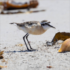 Charadrius pecuarius