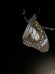 Danaus affinis