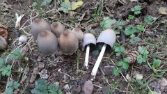 Coprinopsis acuminata