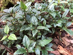 Lysimachia ardisioides