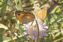 Pyronia cecilia
