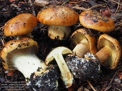 Calonarius elegantior