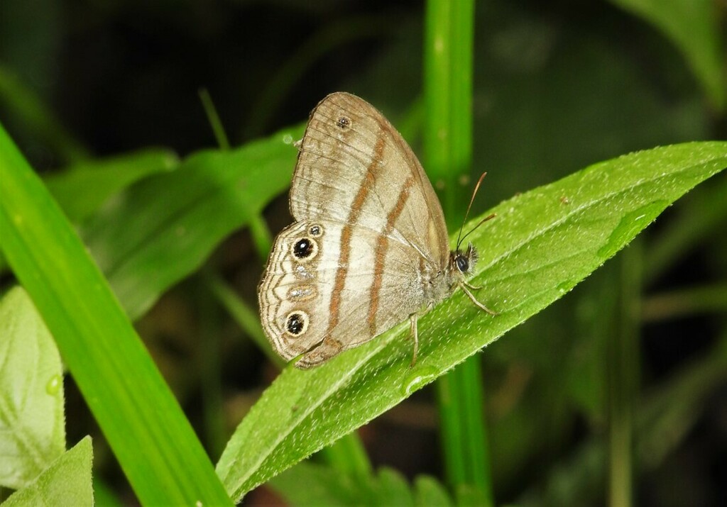 Paryphthimoides fridae