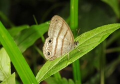 Euptychia