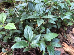 Lysimachia ardisioides