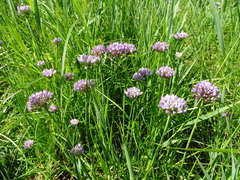 Allium angulosum