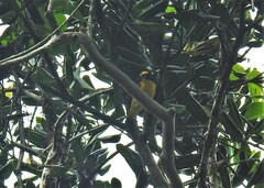 Euphonia hirundinacea