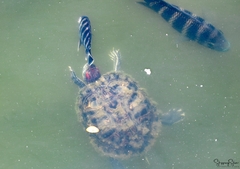 Trachemys scripta elegans