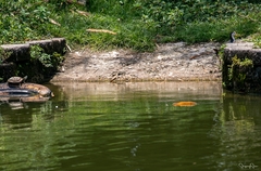 Trachemys scripta elegans