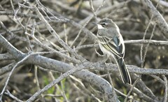 Motacilla flava iberiae
