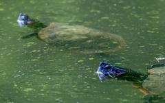 Trachemys scripta elegans