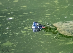 Trachemys scripta elegans