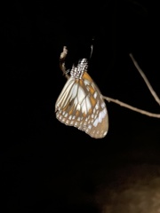 Danaus affinis