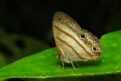 Euptychia