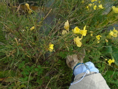 Diplotaxis tenuifolia