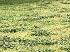 Sturnus vulgaris