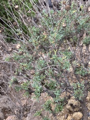 Argyranthemum frutescens