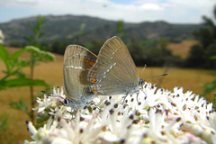 Satyrium acaciae