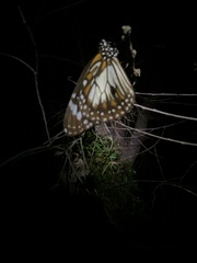 Danaus affinis