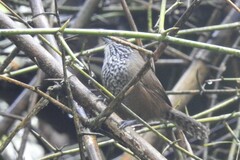 Pheugopedius maculipectus