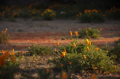 Eschscholzia californica