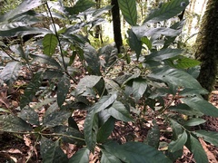 Lithocarpus amygdalifolius
