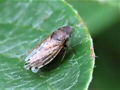 Anoscopus