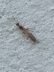 Pseudomyrmex