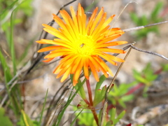 Lampranthus bicolor