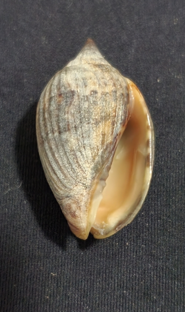 Enaeta barnesii