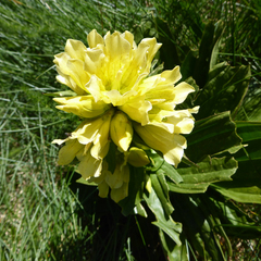 Gentiana burseri burseri