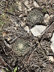 Mammillaria heyderi